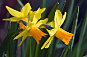 NARCISSUS JETFIRE