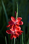 SCHIZOSTYLIS COCCINEA MAJOR