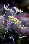 FOENICULUM VULGARE,  WITH EARLY MORNING DEW