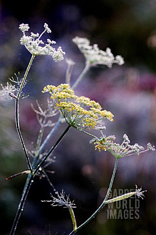 FOENICULUM_VULGARE__WITH_EARLY_MORNING_DEW