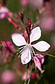 GAURA SISKIYOU PINK