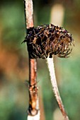 PHLOMIS SEEDHEAD