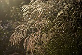 MISCANTHUS WITH EARLY MORNING DEW