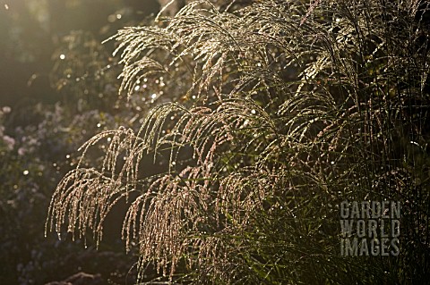MISCANTHUS_WITH_EARLY_MORNING_DEW