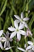 SCHIZOSTYLIS PINK PRINCESS