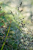 DEW DROPS ON DESCHAMPSIA