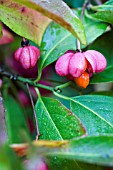 EUONYMUS EUROPAEUS RED CASCADE