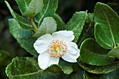 EUCRYPHIA X INTERMEDIA ROSTREVOR