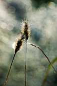 DEW DROPS ON GRASSHEADS