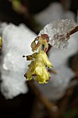 CORYLOPSIS SINENSIS SPRING PURPLE