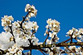 PRUNUS AVIUM   WILD CHERRY BLOSSOM