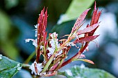 PHOTINIA,  NEW GROWTH