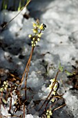 EPIMEDIUM FLOWERS EMERGING THROUGH THE SNOW