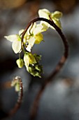 EPIMEDIUM DAVIDII