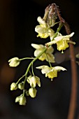 EPIMEDIUM DAVIDII