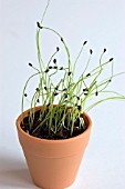 CHIVE SEEDLINGS