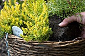 PLANTING UP HEATHERS INTO HANGING BASKET