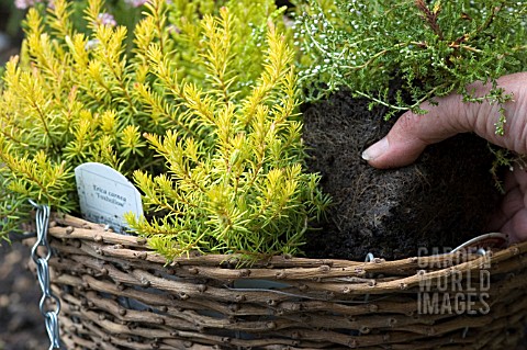 PLANTING_UP_HEATHERS_INTO_HANGING_BASKET