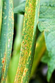 PUCCINIA ALLII,  RUST ON ONION LEAVES