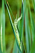 GRASS FLOWER EMERGING