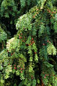 TAXUS BACCATA