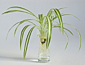 CHLOROPHYTUM COMOSUM,  ROOTING A SPIDER PLANT IN WATER