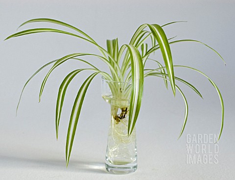 CHLOROPHYTUM_COMOSUM__ROOTING_A_SPIDER_PLANT_IN_WATER