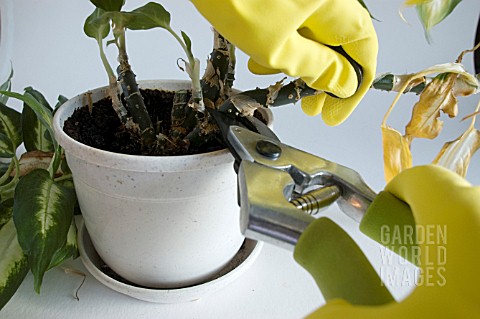 PRUNING_OVERGROWN_HOUSE_PLANT__DIEFFENBCHIA_OMEONA