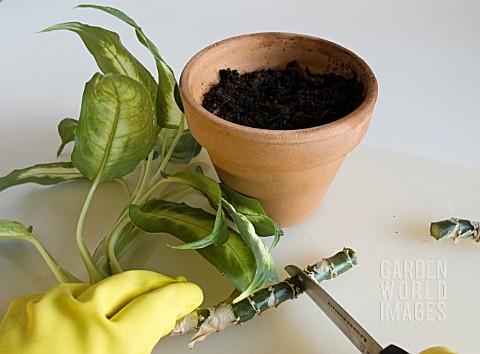 DIEFFENBACHIA_AMOENA___PREPARING_STEM_CUTTINGS