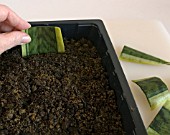 LEAF CUTTINGS OF SANSEVIERIA TRIFASCIATA