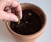 ROOT CUTTINGS OF DICENTRA   PLANT SLOPING CUT DOWNWARDS