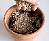 ADDING VERMICULITE TO POT