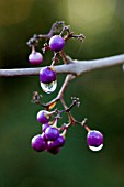 CALLICARPA X SHIRASAWANA WITH DEW DROPS