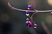 CALLICARPA BERRIES WITH DEW DROPS