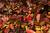 BERBERIS THUNBERGII ATROPURPUREA NANA