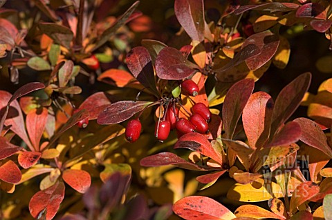 BERBERIS_THUNBERGII_ATROPURPUREA_NANA