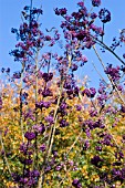 CALLICARPA JAPONICA