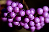 CALLICARPA JAPONICA BERRIES