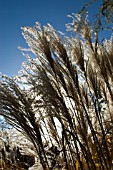 MISCANTHUS,  GRASS