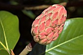 FRUIT OF MAGNOLIA GRANDIFLORA TULIPA