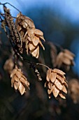 OSTRYA JAPONICA  JAPANESE HOP HORNBEAM