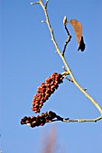 MAGNOLIA BIG JUDE SEEDHEAD