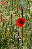 PAPAVER WITH NATIVE GRASSES