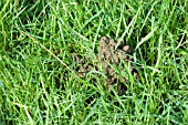 WORM CAST IN GRASS