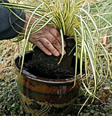 PLACE PLANT IN POT,  CAREX OSHIMENSIS EVERGOLD