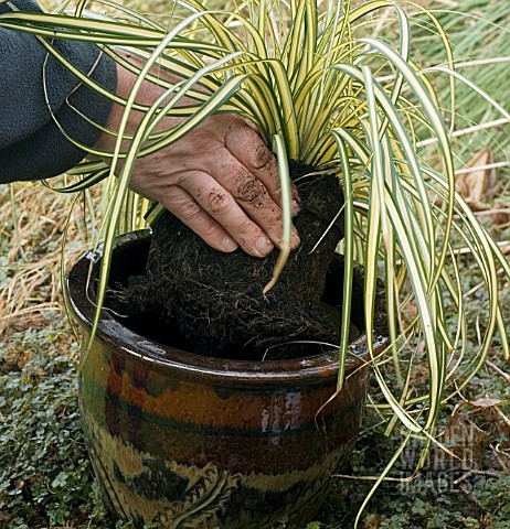 PLACE_PLANT_IN_POT__CAREX_OSHIMENSIS_EVERGOLD