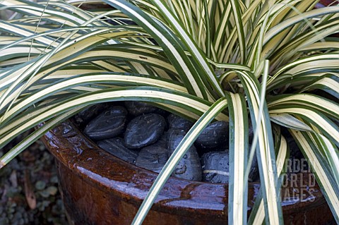 CAREX_OSHIMENSIS_EVERGOLD_WITH_PEBBLE_MULCH