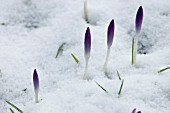 CROCUS TOMMASINIANUS