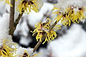 HAMAMELIS PRIMAVERA