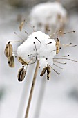 AGAPANTHUS SEEDHEAD